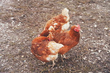 Chickens on a farm