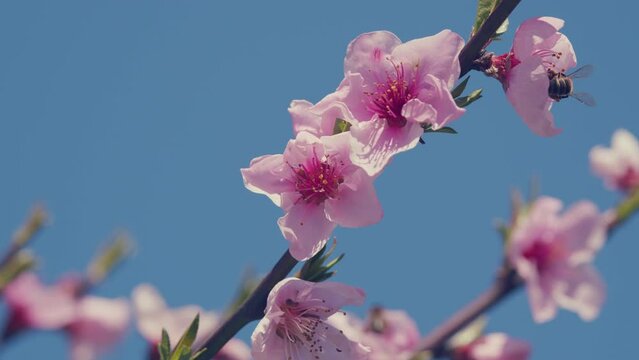 Branches Of Flowering Almond. Pink Sakura Flower Bloom In Spring Season. Flowering Almond Tree In Garden.