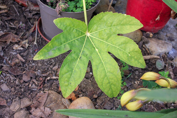 plants in my greenhouse