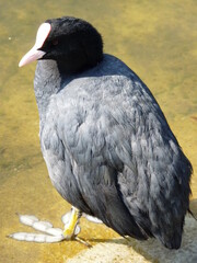 Foulque macroule dans un étang