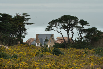 Les ajoncs de la lande de Ploumanac'h en Bretagne - France