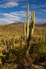 Biosphere Reserve of Tehuacan in Puebla, Mexico. The landscape of a desert with a lot of cactus. 