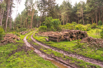 deforestation. Landscape of a forest with felled logs. Scenery of a forest affected by global...
