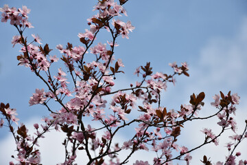 Spring flowers park in Arandjelovac Serbia - 757624067
