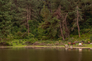 beautiful scenery of horses drinking water in a lake surrounded by pines. Incachaca, Bolivia