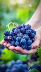 Hand holding grapes selection on blurred background with copy space for text placement