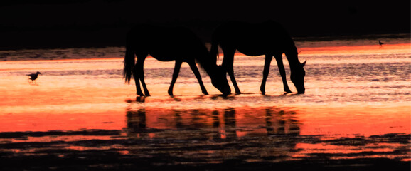 Horses drinking water at dawn