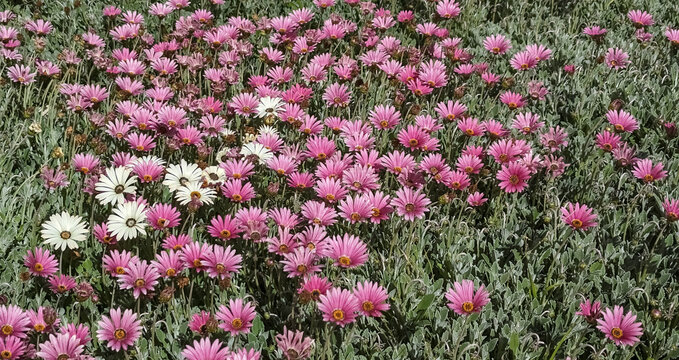 Pink and white African Daisies in a meadow (Arctotis acaulis) flowers