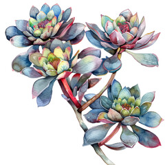Watercolor Succulent Cactus - 757627403