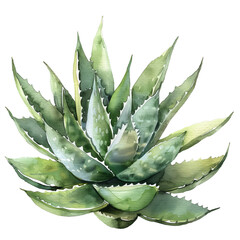 Watercolor Succulent Cactus - 757627843