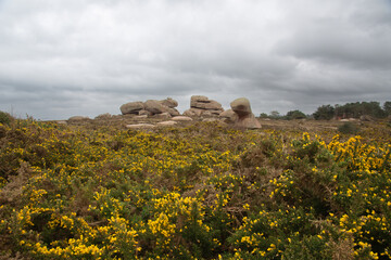 Les ajoncs de la lande de Ploumanac'h en Bretagne - France