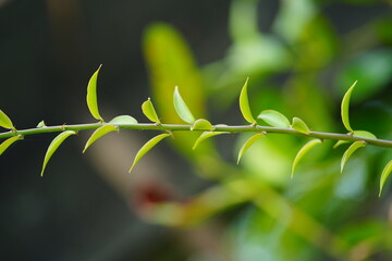 Edible green leaves of the rare tropical plant Pereskia aculeata, called ora-pro-nóbis.  The leaves are tasty as raw salad, contain iron and have a high protein content. They help to cure anemia. 