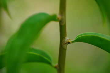 Pereskia aculeata vine cactus, known as Ora-pro-nobis. Here the characteristic spine on the leaf...
