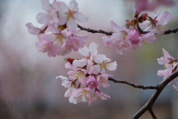 満開のサクラの花
