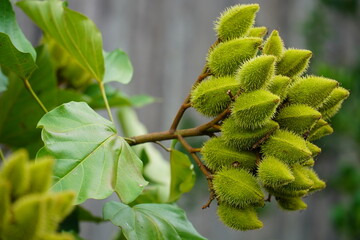Green, semi-ripe urucu or urucum (bixa orellana, annatto), oily fruit with seeds in a pod that...