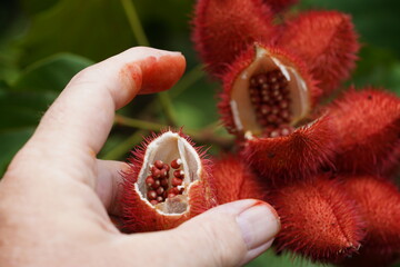 Urucu or Urucum (Bixa Orellana, Annatto) oily red fruit with seeds in a red, spiky pod. Rubbing the...