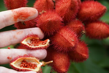 Urucu or Urucum (Bixa Orellana, Annatto) oily red fruit with seeds in a red, spiky pod. Rubbing the...