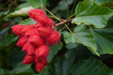 Urucu or Urucum (Bixa Orellana, Annatto) oily red fruit with seeds in a red, spiky pod. Village Terra do Caju, state of Amazonas, Brazil.