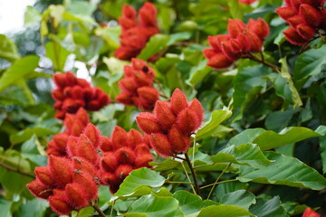 Urucu or Urucum (Bixa Orellana, Annatto) oily red fruit with seeds in a red, spiky pod. Village...