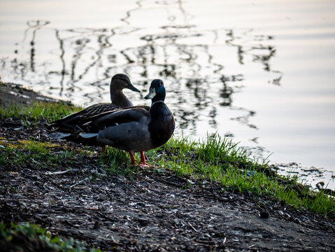 wild ducks on the banks of the river