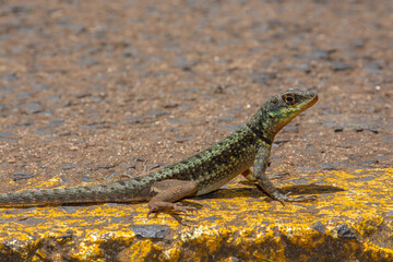 lizard on the rock