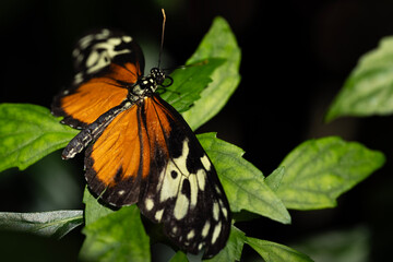 Tiger Longwing Butterfly