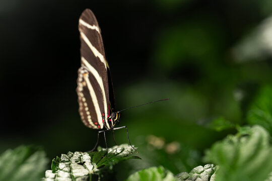 Zebra Longwing Butterfly