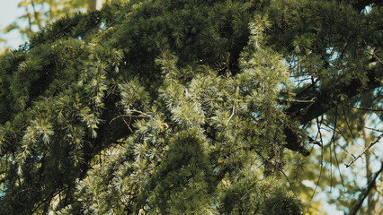  natural background of pine and fir trees showcases a pattern of vibrant yellow foliage leaves 