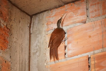 Wild Long-billed woodcreeper (Nasica longirostris, ovenbird family, subfamily Dendrocolaptinae)....