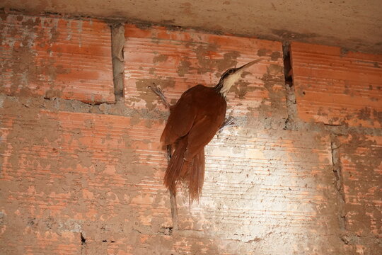 Wild Long-billed woodcreeper (Nasica longirostris, ovenbird family, subfamily Dendrocolaptinae). This wild specimen has found a sleeping place in an open building shell and was scared by the flash.