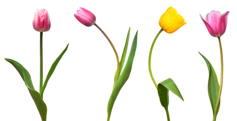 Collection colorful different flowers tulips isolated on a white background. Spring time, beautiful...