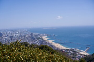 みかんの木と浜辺