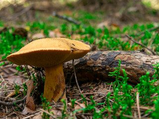 Beautiful mushroom growing in the grass color
