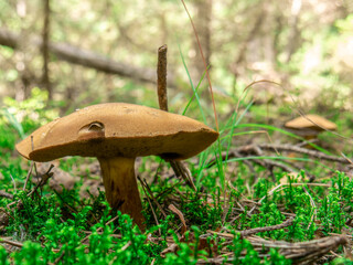 Beautiful mushroom growing in the grass color