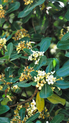 Rhododendron is an evergreen shrub  and is called the'Queen of Flowering Trees'