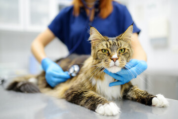 Veterinarian examines health cat of Maine Coon breed in veterinary clinic. Vet doctor listening breath to pet using stethoscope. Care animal. Checkup, tests and vaccination in vet office