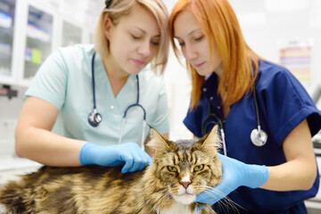 Two professional veterinarians examining a Maine Coon cat at a veterinary clinic. Pet examination...