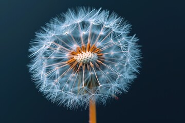 A close up of dry dandelion seeds