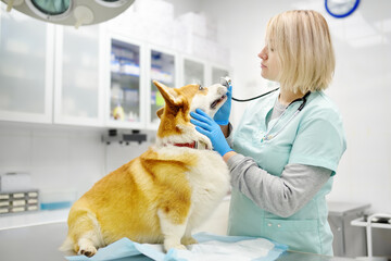 Veterinarian examines dog of corgi breed in veterinary clinic. Vet doctor is establishes contact and trust with the pet before listening breath using stethoscope. Checkup health animal. - obrazy, fototapety, plakaty