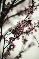 pink cherry blossom