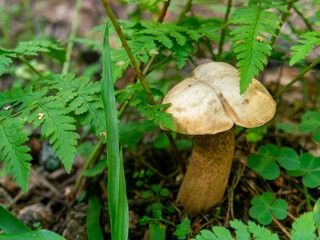 Beautiful mushroom growing in the grass color