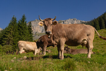 Cow in the meadow in the mountains. Brown cow on a green pasture. Cows herd in a green field....