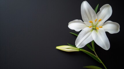 Elegant funeral lily on dark background with generous space for strategic text placement