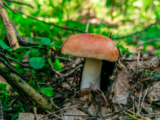 Beautiful mushroom growing in the grass color