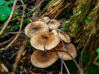 Beautiful mushroom growing in the grass color