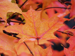 autumn leaves background