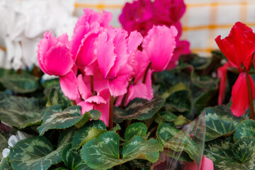 A bunch of pink and red flowers are in a vase