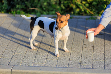 The concept of giving a dog something to drink in the heat. Caring for animals. Pet portrait with selective focus