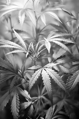 CANNABIS PLANT BLACK AND WHITE