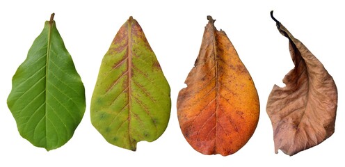 collection of leaves isolated on white
